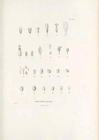 Reproducción/Reproduction 49521188083: Nova genera et species plantarum :. Antverpiae :Ex officina Christophori Plantini ...,1576.. 