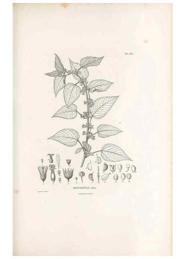 Reproducción/Reproduction 49521188368: Nova genera et species plantarum :. Antverpiae :Ex officina Christophori Plantini ...,1576.. 