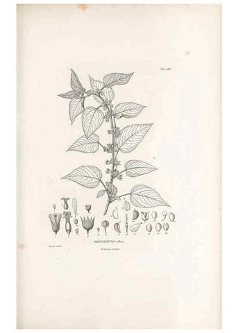 Reproducción/Reproduction 49521188368: Nova genera et species plantarum :. Antverpiae :Ex officina Christophori Plantini ...,1576.. 