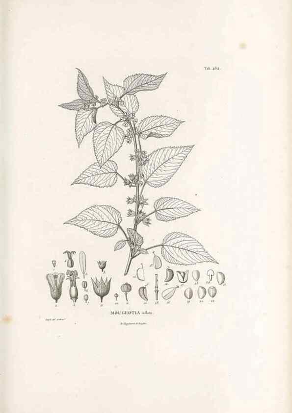 Reproducción/Reproduction 49521188368: Nova genera et species plantarum :. Antverpiae :Ex officina Christophori Plantini ...,1576.. 
