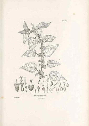 Reproducción/Reproduction 49521188368: Nova genera et species plantarum :. Antverpiae :Ex officina Christophori Plantini ...,1576.. 