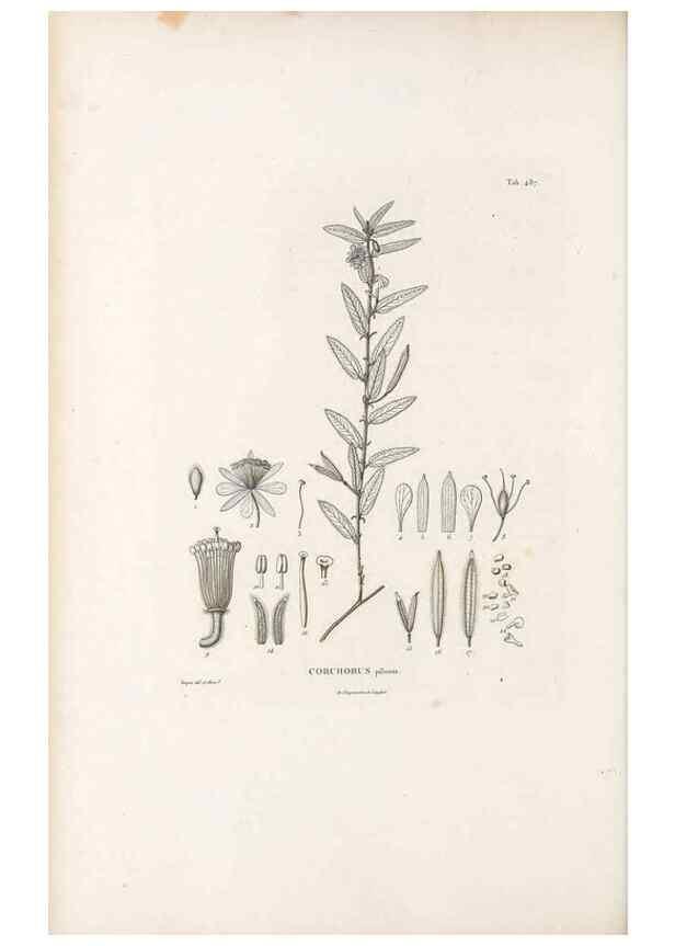 Reproducción/Reproduction 49521712471: Nova genera et species plantarum :. Antverpiae :Ex officina Christophori Plantini ...,1576.. 