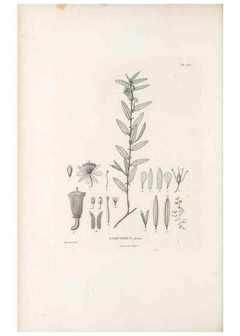 Reproducción/Reproduction 49521712471: Nova genera et species plantarum :. Antverpiae :Ex officina Christophori Plantini ...,1576.. 