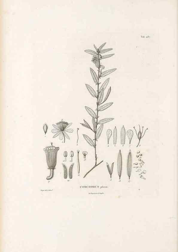 Reproducción/Reproduction 49521712471: Nova genera et species plantarum :. Antverpiae :Ex officina Christophori Plantini ...,1576.. 