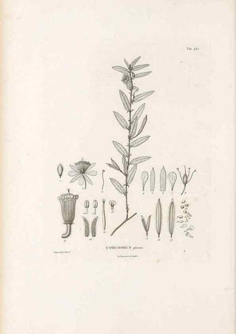 Reproducción/Reproduction 49521712471: Nova genera et species plantarum :. Antverpiae :Ex officina Christophori Plantini ...,1576.. 