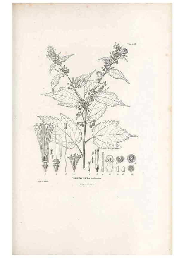 Reproducción/Reproduction 49521188908: Nova genera et species plantarum :. Antverpiae :Ex officina Christophori Plantini ...,1576.. 