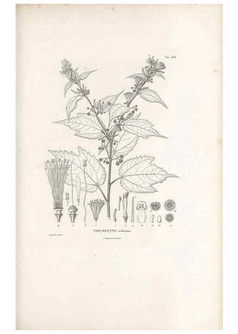 Reproducción/Reproduction 49521188908: Nova genera et species plantarum :. Antverpiae :Ex officina Christophori Plantini ...,1576.. 