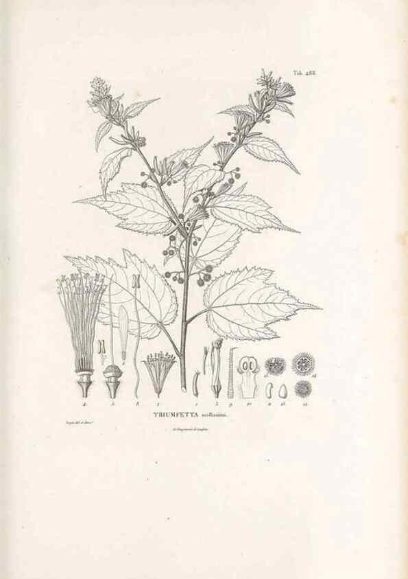 Reproducción/Reproduction 49521188908: Nova genera et species plantarum :. Antverpiae :Ex officina Christophori Plantini ...,1576.. 