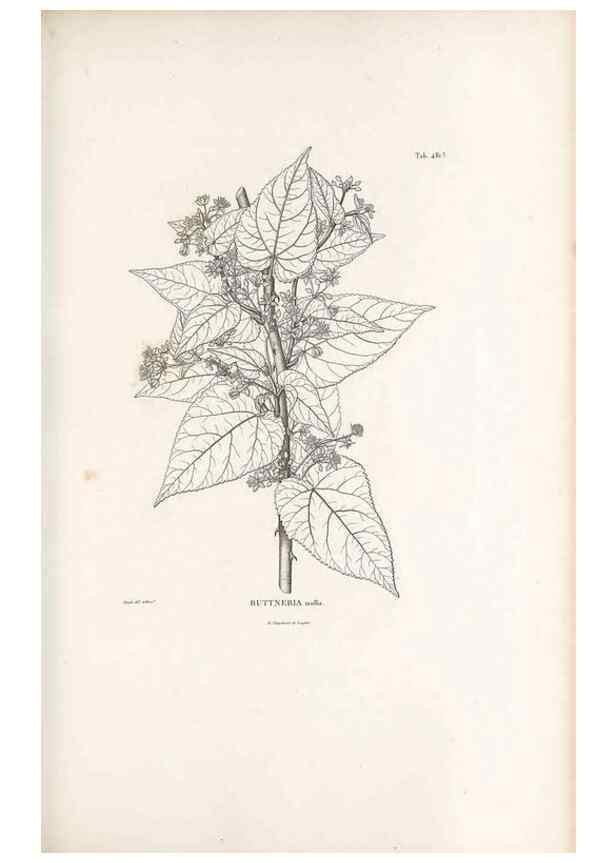 Reproducción/Reproduction 49521186813: Nova genera et species plantarum :. Antverpiae :Ex officina Christophori Plantini ...,1576.. 