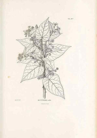 Reproducción/Reproduction 49521186813: Nova genera et species plantarum :. Antverpiae :Ex officina Christophori Plantini ...,1576.. 