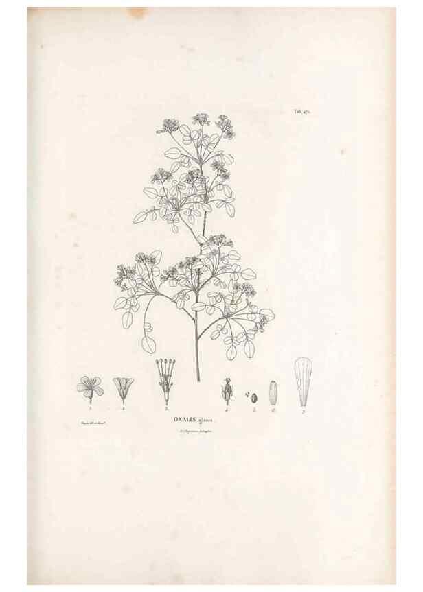 Reproducción/Reproduction 49521708266: Nova genera et species plantarum :. Antverpiae :Ex officina Christophori Plantini ...,1576.. 