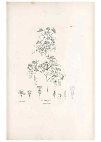 Reproducción/Reproduction 49521708266: Nova genera et species plantarum :. Antverpiae :Ex officina Christophori Plantini ...,1576.. 