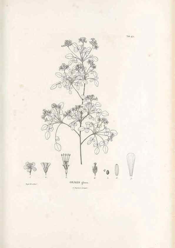 Reproducción/Reproduction 49521708266: Nova genera et species plantarum :. Antverpiae :Ex officina Christophori Plantini ...,1576.. 