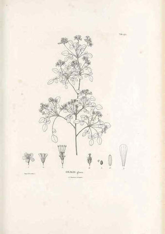 Reproducción/Reproduction 49521708266: Nova genera et species plantarum :. Antverpiae :Ex officina Christophori Plantini ...,1576.. 