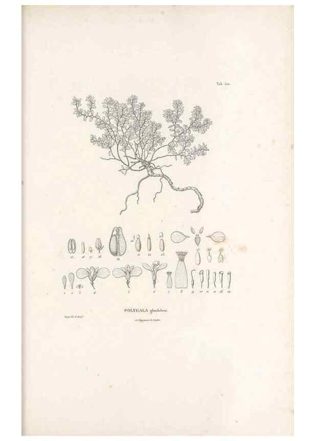 Reproducción/Reproduction 49521195148: Nova genera et species plantarum :. Antverpiae :Ex officina Christophori Plantini ...,1576.. 