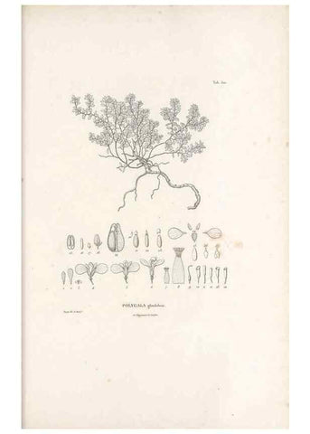 Reproducción/Reproduction 49521195148: Nova genera et species plantarum :. Antverpiae :Ex officina Christophori Plantini ...,1576.. 