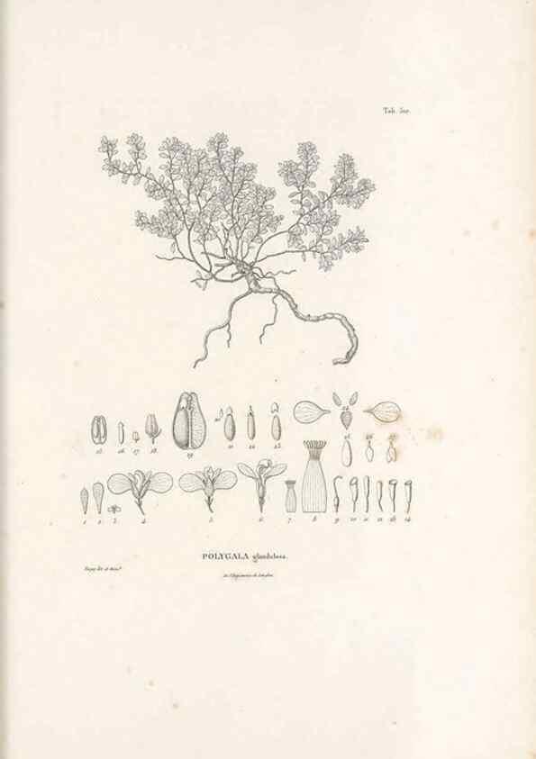 Reproducción/Reproduction 49521195148: Nova genera et species plantarum :. Antverpiae :Ex officina Christophori Plantini ...,1576.. 