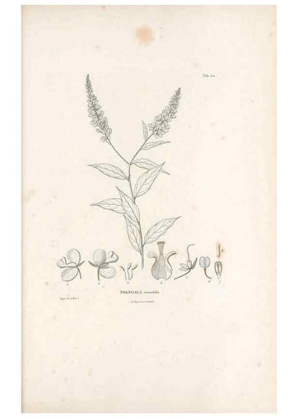 Reproducción/Reproduction 49521720031: Nova genera et species plantarum :. Antverpiae :Ex officina Christophori Plantini ...,1576.. 