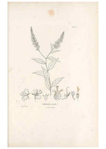 Reproducción/Reproduction 49521720031: Nova genera et species plantarum :. Antverpiae :Ex officina Christophori Plantini ...,1576.. 