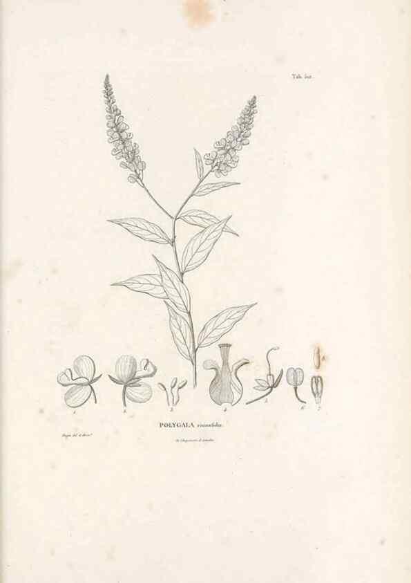 Reproducción/Reproduction 49521720031: Nova genera et species plantarum :. Antverpiae :Ex officina Christophori Plantini ...,1576.. 
