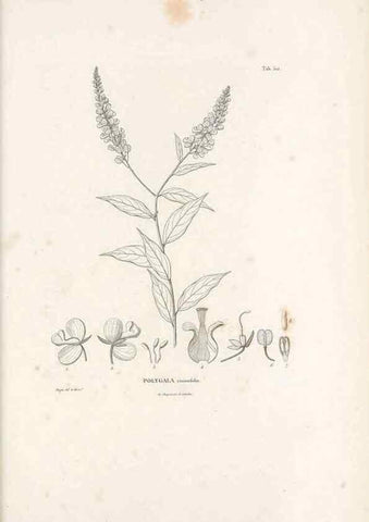 Reproducción/Reproduction 49521720031: Nova genera et species plantarum :. Antverpiae :Ex officina Christophori Plantini ...,1576.. 