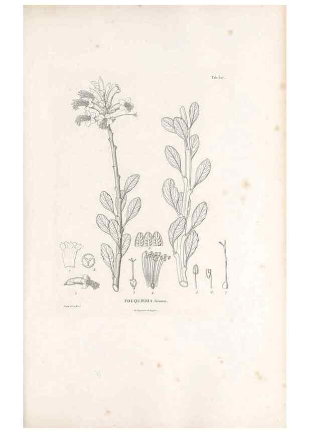 Reproducción/Reproduction 49521767676: Nova genera et species plantarum :. Antverpiae :Ex officina Christophori Plantini ...,1576.. 