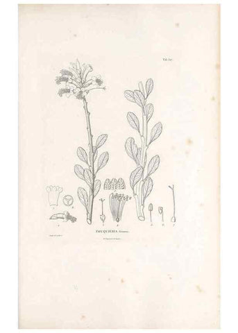 Reproducción/Reproduction 49521767676: Nova genera et species plantarum :. Antverpiae :Ex officina Christophori Plantini ...,1576.. 