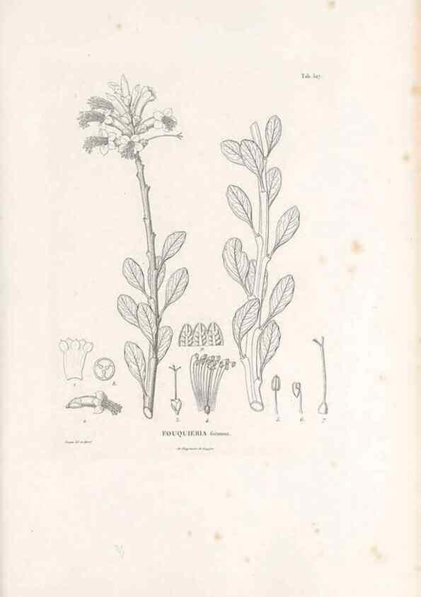 Reproducción/Reproduction 49521767676: Nova genera et species plantarum :. Antverpiae :Ex officina Christophori Plantini ...,1576.. 