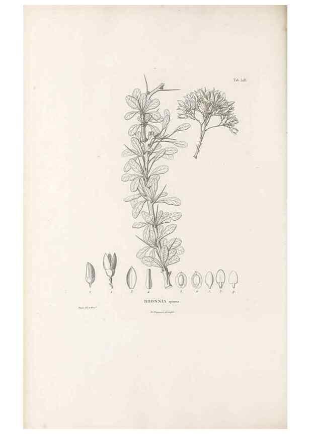 Reproducción/Reproduction 49521980407: Nova genera et species plantarum :. Antverpiae :Ex officina Christophori Plantini ...,1576.. 