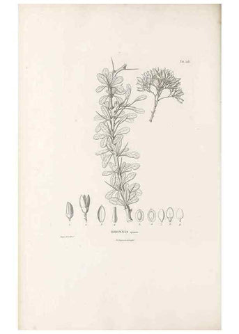Reproducción/Reproduction 49521980407: Nova genera et species plantarum :. Antverpiae :Ex officina Christophori Plantini ...,1576.. 