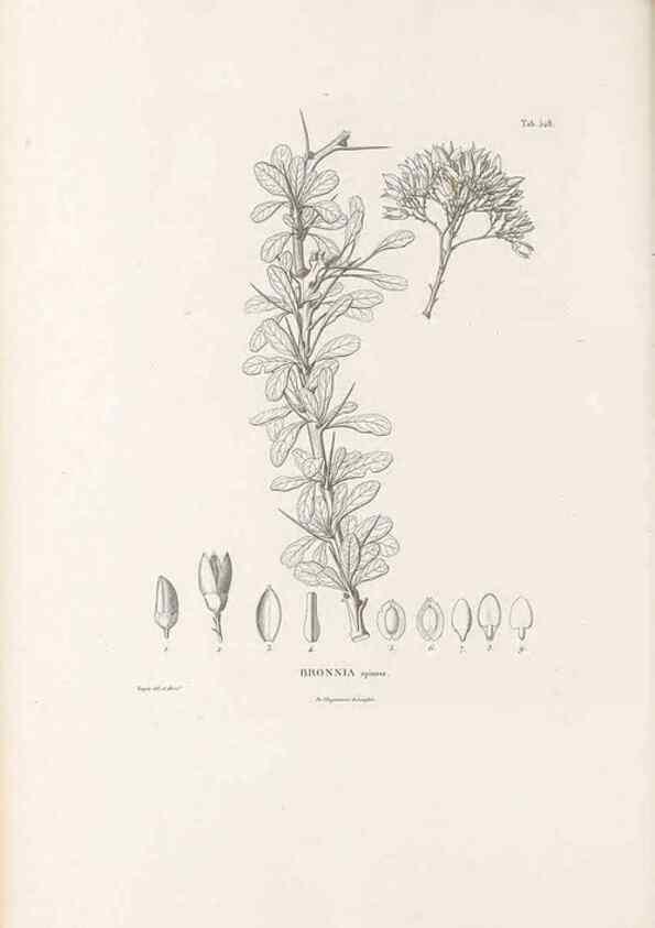 Reproducción/Reproduction 49521980407: Nova genera et species plantarum :. Antverpiae :Ex officina Christophori Plantini ...,1576.. 