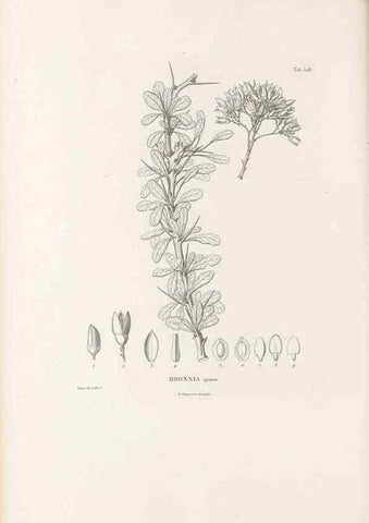 Reproducción/Reproduction 49521980407: Nova genera et species plantarum :. Antverpiae :Ex officina Christophori Plantini ...,1576.. 