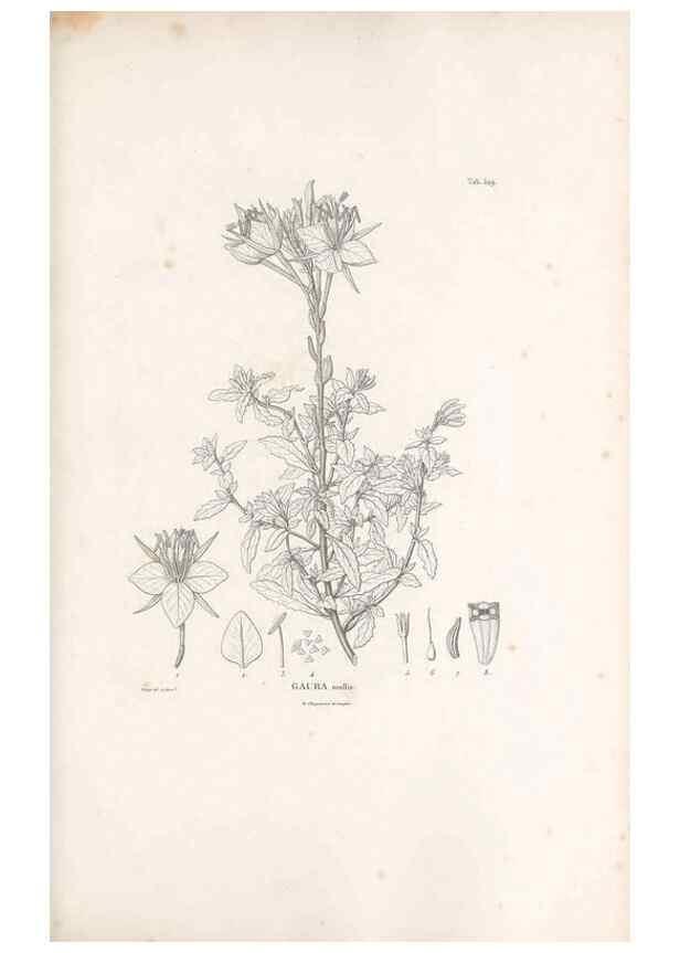 Reproducción/Reproduction 49521768346: Nova genera et species plantarum :. Antverpiae :Ex officina Christophori Plantini ...,1576.. 