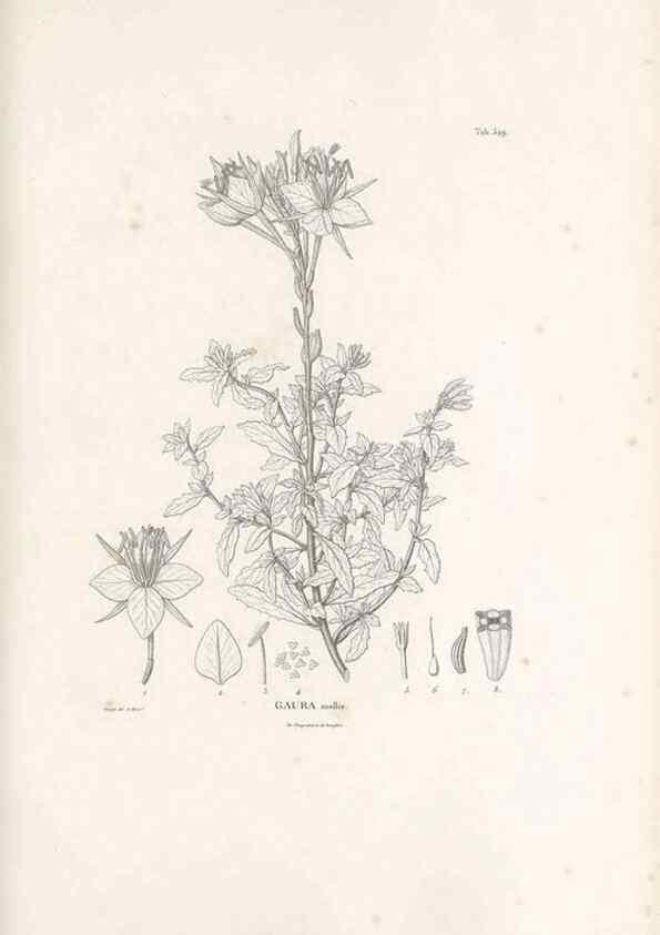 Reproducción/Reproduction 49521768346: Nova genera et species plantarum :. Antverpiae :Ex officina Christophori Plantini ...,1576.. 