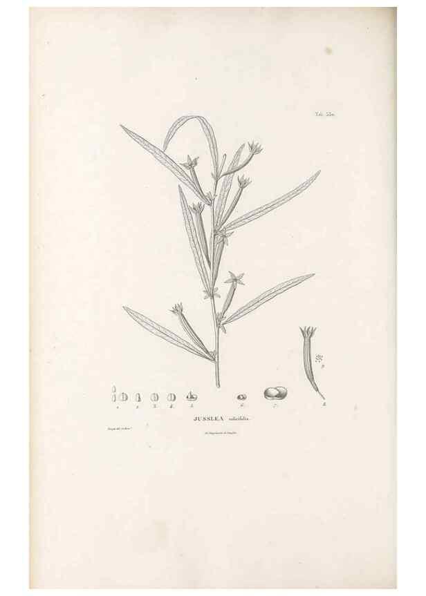 Reproducción/Reproduction 49521768691: Nova genera et species plantarum :. Antverpiae :Ex officina Christophori Plantini ...,1576.. 