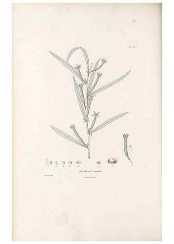 Reproducción/Reproduction 49521768691: Nova genera et species plantarum :. Antverpiae :Ex officina Christophori Plantini ...,1576.. 
