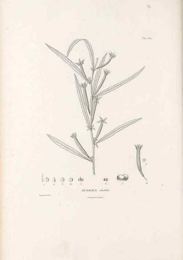 Reproducción/Reproduction 49521768691: Nova genera et species plantarum :. Antverpiae :Ex officina Christophori Plantini ...,1576.. 
