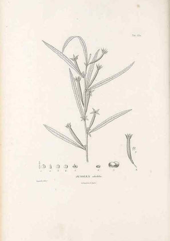 Reproducción/Reproduction 49521768691: Nova genera et species plantarum :. Antverpiae :Ex officina Christophori Plantini ...,1576.. 