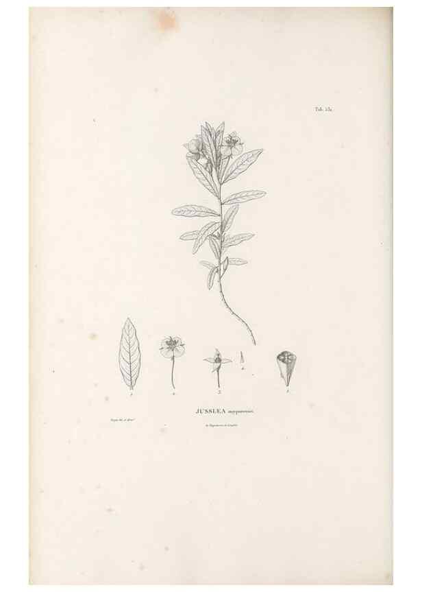 Reproducción/Reproduction 49521981417: Nova genera et species plantarum :. Antverpiae :Ex officina Christophori Plantini ...,1576.. 