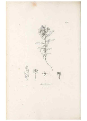 Reproducción/Reproduction 49521981417: Nova genera et species plantarum :. Antverpiae :Ex officina Christophori Plantini ...,1576.. 