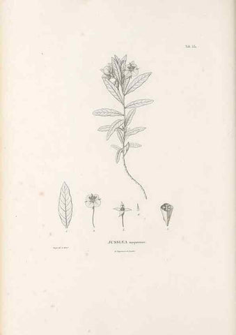 Reproducción/Reproduction 49521981417: Nova genera et species plantarum :. Antverpiae :Ex officina Christophori Plantini ...,1576.. 