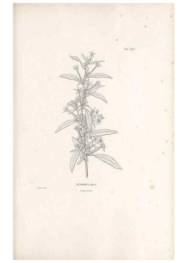 Reproducción/Reproduction 49521769236: Nova genera et species plantarum :. Antverpiae :Ex officina Christophori Plantini ...,1576.. 
