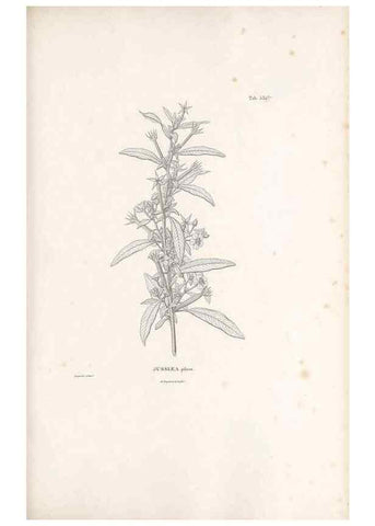 Reproducción/Reproduction 49521769236: Nova genera et species plantarum :. Antverpiae :Ex officina Christophori Plantini ...,1576.. 
