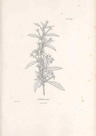 Reproducción/Reproduction 49521769236: Nova genera et species plantarum :. Antverpiae :Ex officina Christophori Plantini ...,1576.. 