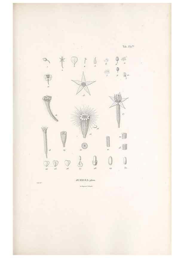 Reproducción/Reproduction 49521246058: Nova genera et species plantarum :. Antverpiae :Ex officina Christophori Plantini ...,1576.. 