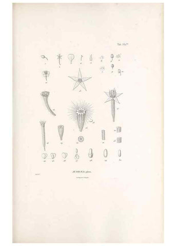 Reproducción/Reproduction 49521246058: Nova genera et species plantarum :. Antverpiae :Ex officina Christophori Plantini ...,1576.. 