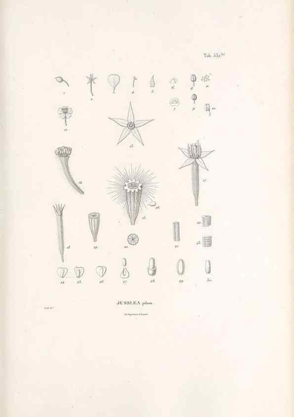 Reproducción/Reproduction 49521246058: Nova genera et species plantarum :. Antverpiae :Ex officina Christophori Plantini ...,1576.. 