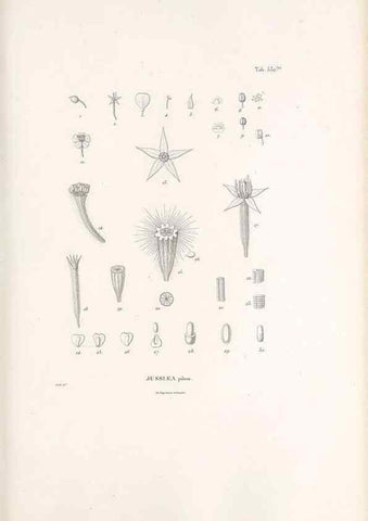 Reproducción/Reproduction 49521246058: Nova genera et species plantarum :. Antverpiae :Ex officina Christophori Plantini ...,1576.. 