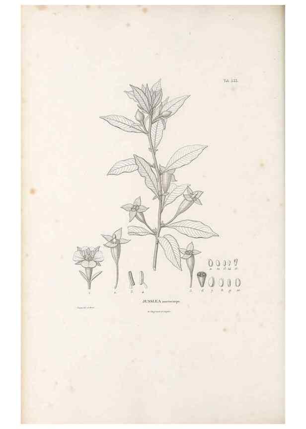 Reproducción/Reproduction 49521982272: Nova genera et species plantarum :. Antverpiae :Ex officina Christophori Plantini ...,1576.. 