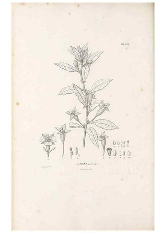 Reproducción/Reproduction 49521982272: Nova genera et species plantarum :. Antverpiae :Ex officina Christophori Plantini ...,1576.. 